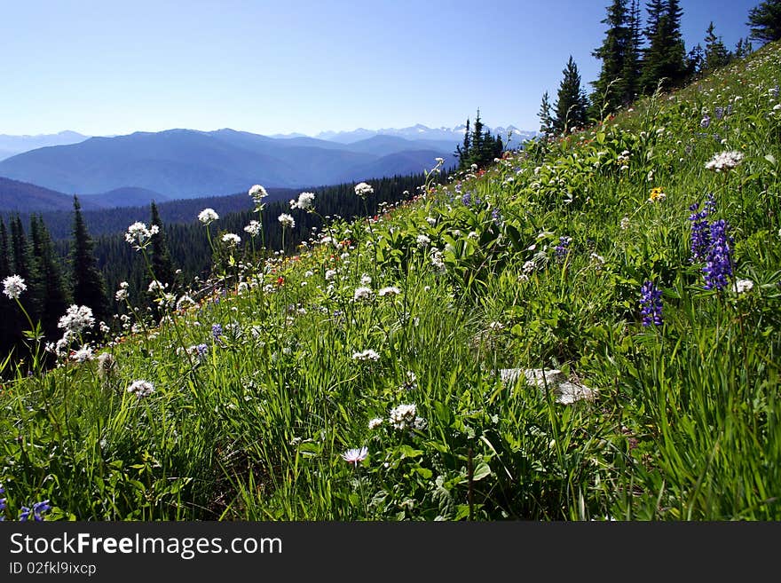 Summer hiking view from manning park meadow. Summer hiking view from manning park meadow.