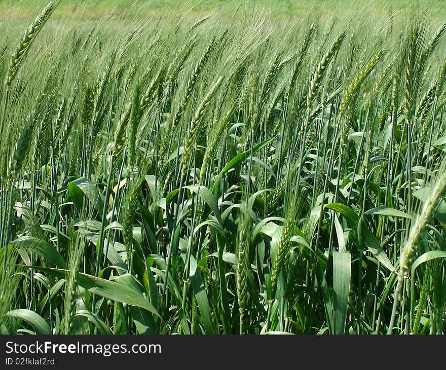 Wheat field and green spikes