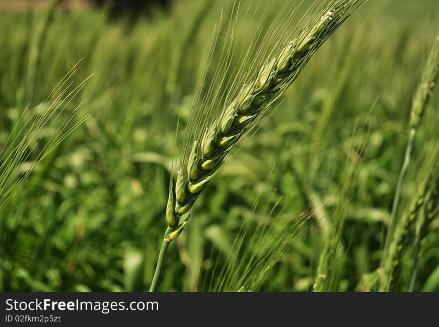 Natural texture with green spike