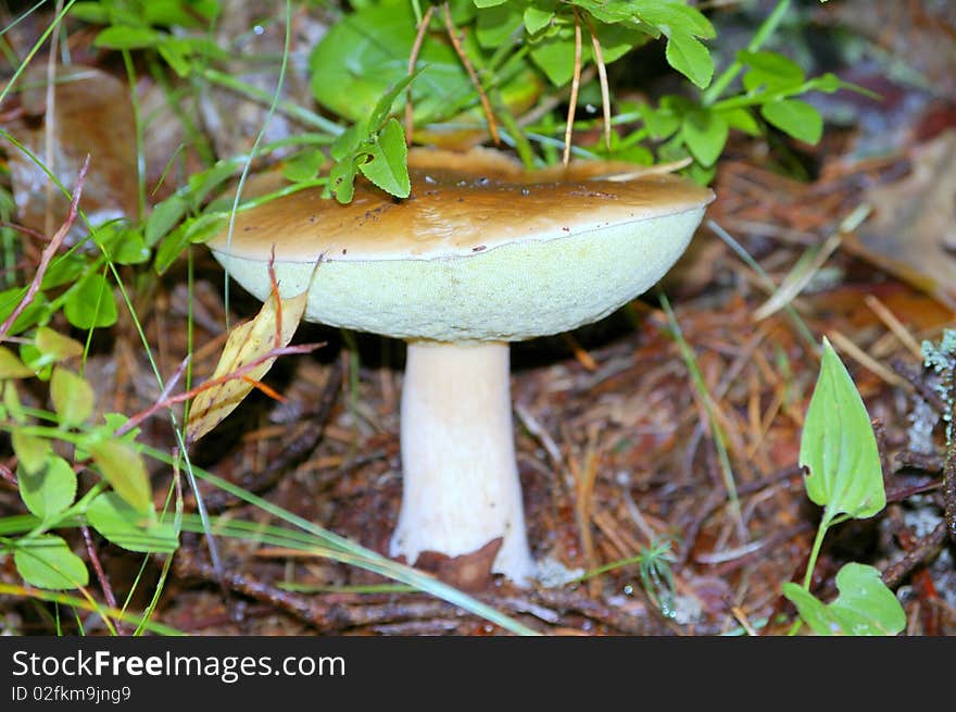 Mushroom Boletus Edulis