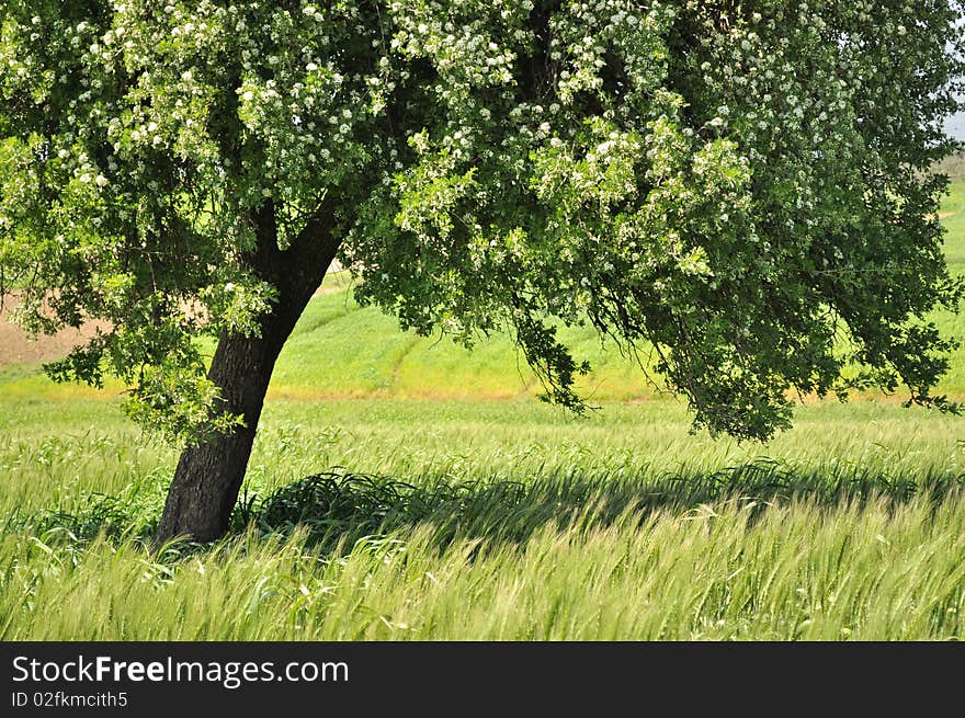 The Tree and green wheat field