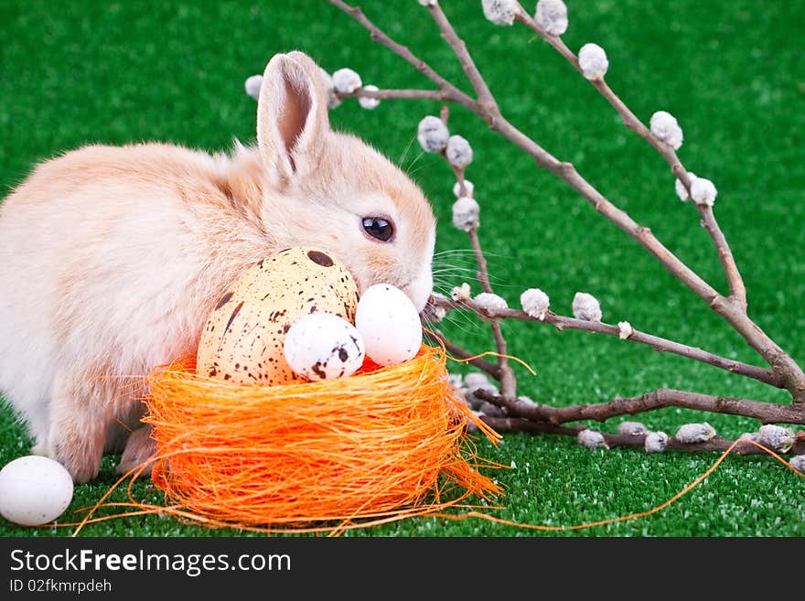 Easter decoration with bunny