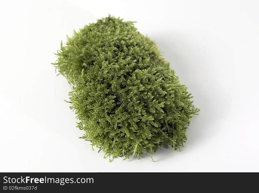 Moss on white background