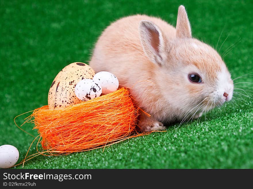 Cute rabbit beside orange nestle with eggs. Cute rabbit beside orange nestle with eggs