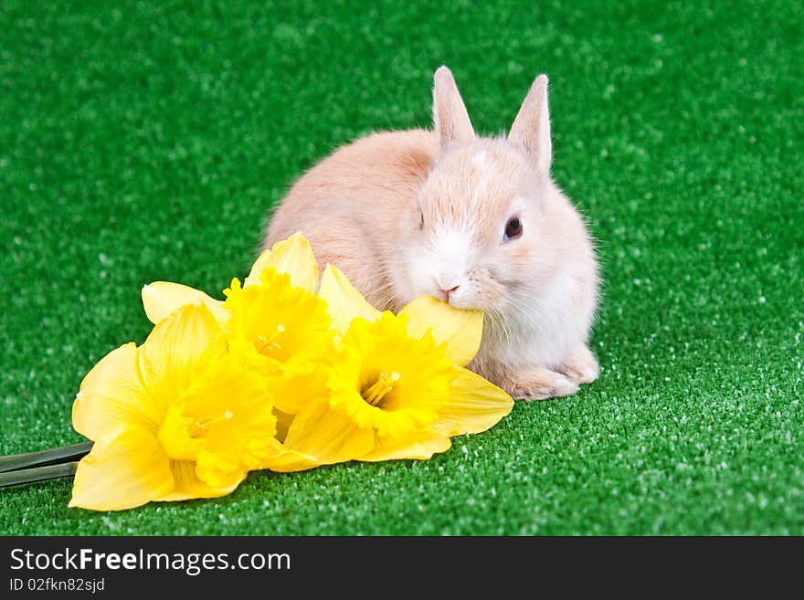 One cute little rabbit eating yellow narcissus. One cute little rabbit eating yellow narcissus