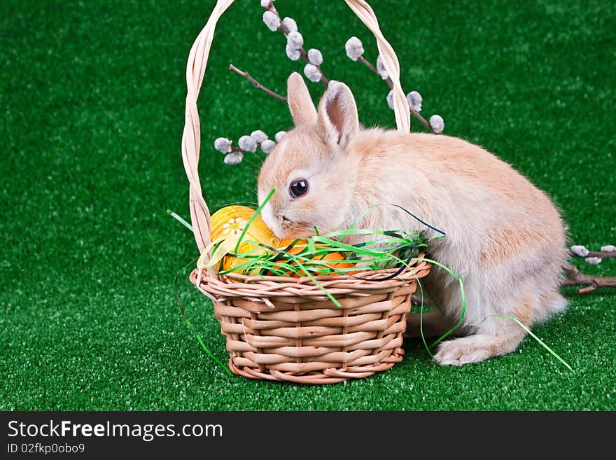 Nest with easter eggs and sniffing bunny. Nest with easter eggs and sniffing bunny