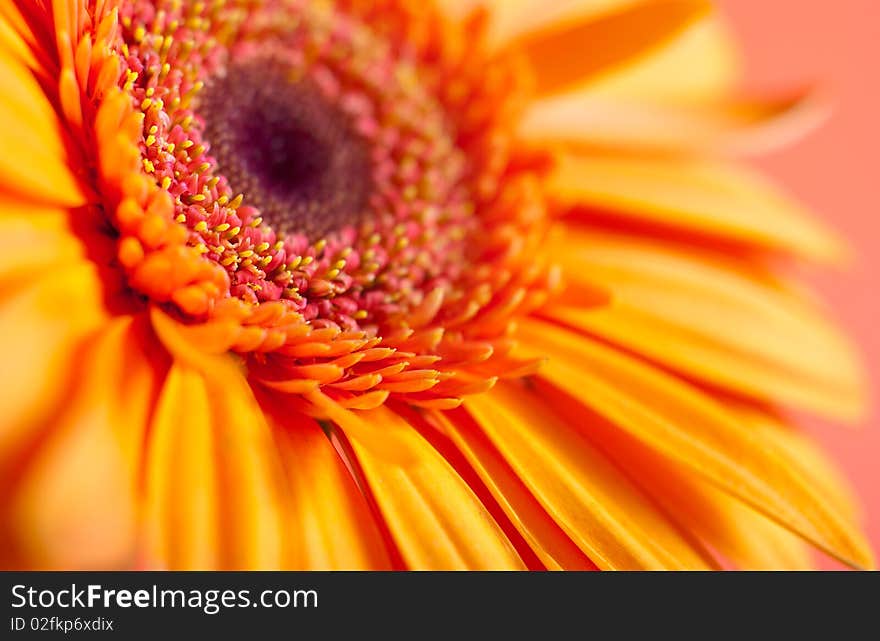 Herbera macro image. Shallow focus