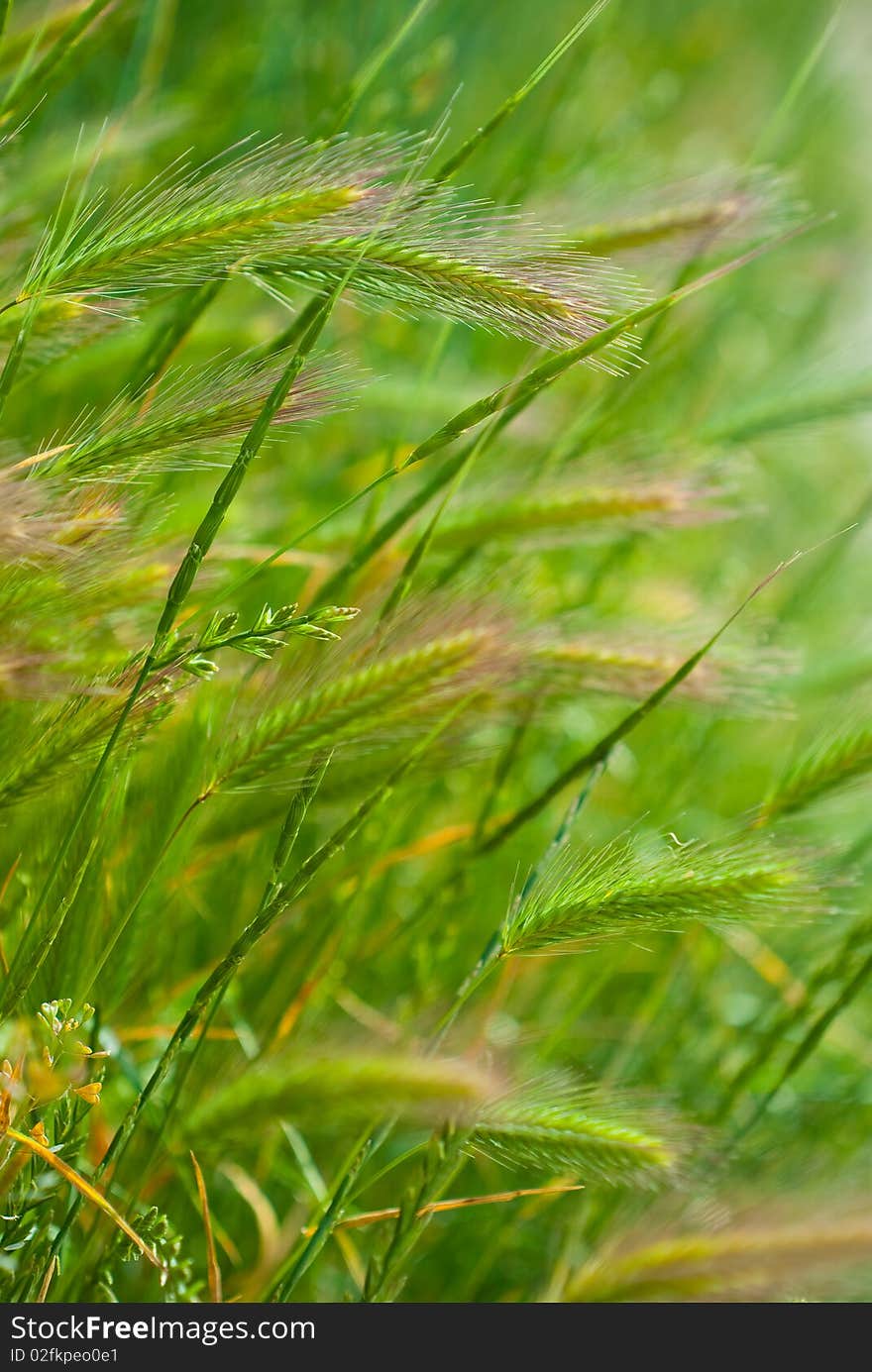 Grass in a meadow at June