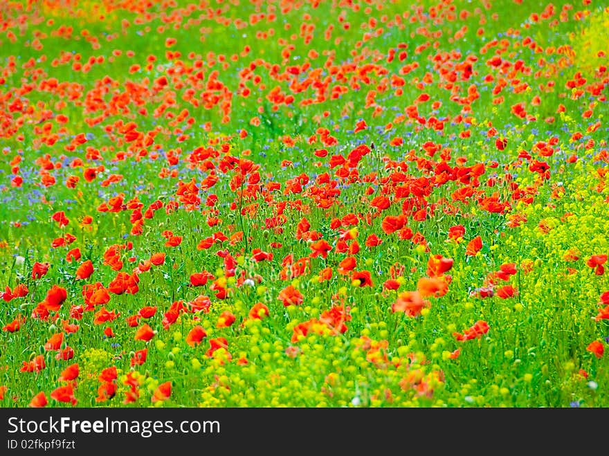 Vibrant blooming poppy field in June