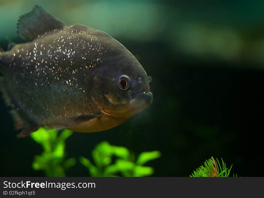 Big grey aquarium piranha close up underwater