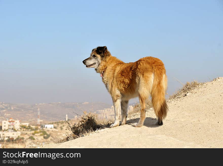 Close-up of patrol dog on sky background. Close-up of patrol dog on sky background