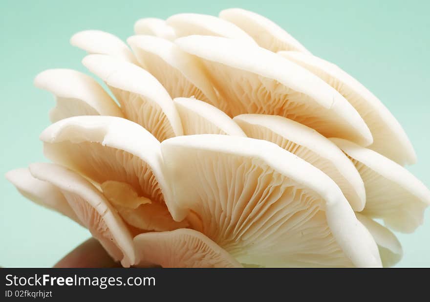 Fresh white mushroom on the hand.(on green background.). Fresh white mushroom on the hand.(on green background.)