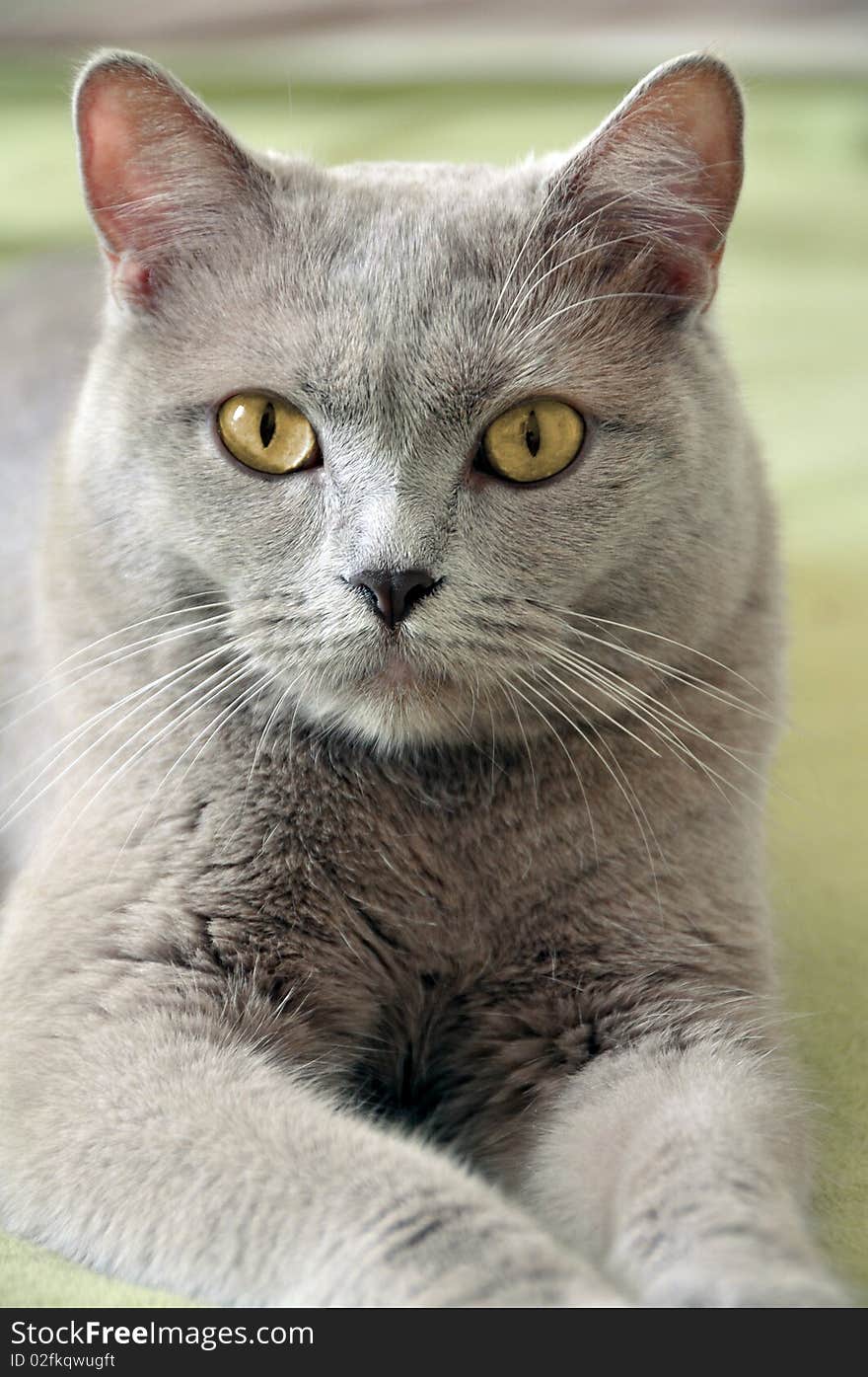 Closeup of lying british feline