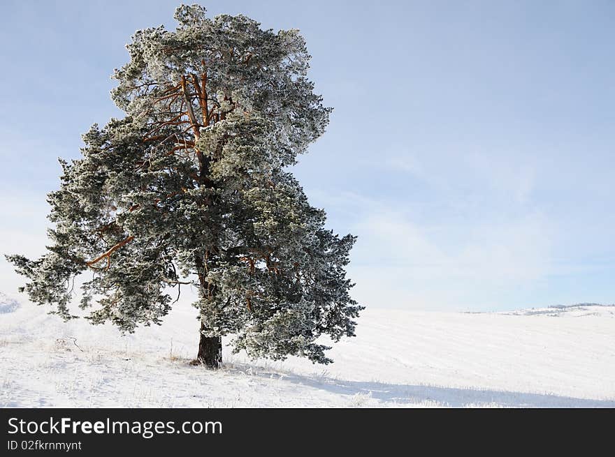 Winter scene, natural beauty with sky