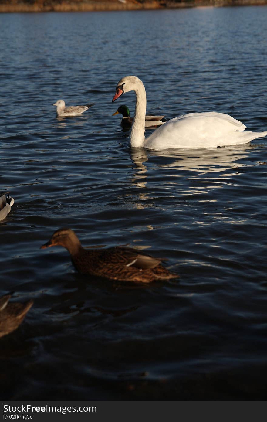 White swan and duck floating on the surface of a lake