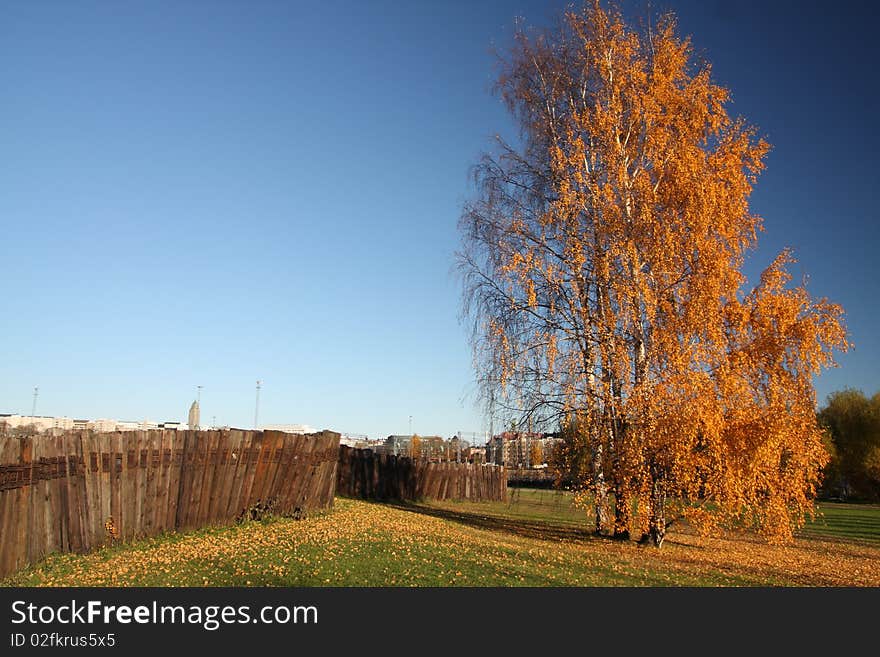 Beautiful yellow birch tree in autumn, Helsinki, Finland