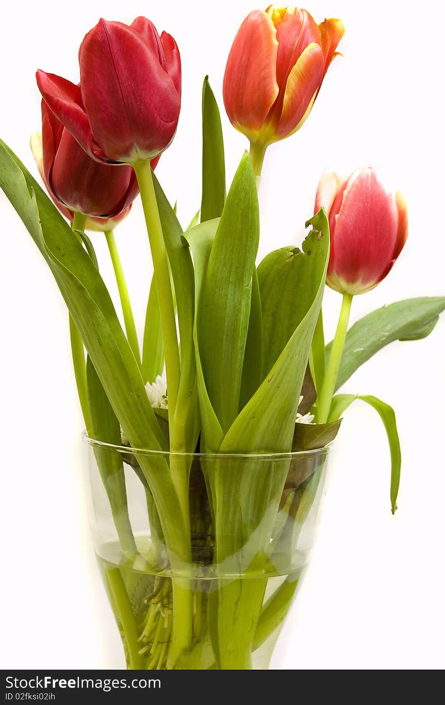 Beautiful orange and red tulips in a vase, isolated on white. Beautiful orange and red tulips in a vase, isolated on white