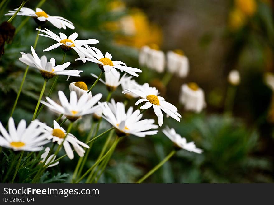 White Daisies