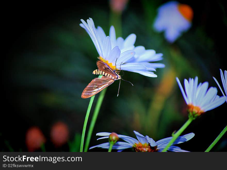 A butterfly resting on a daisy. A butterfly resting on a daisy