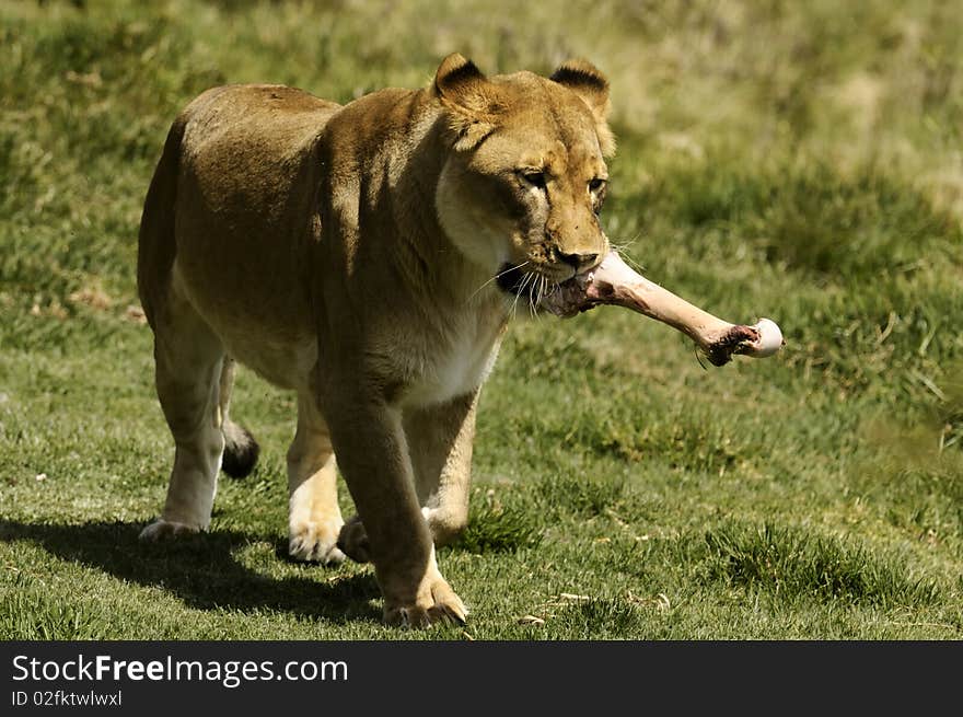 Female Lion