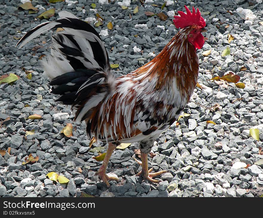 Rooster on rocks