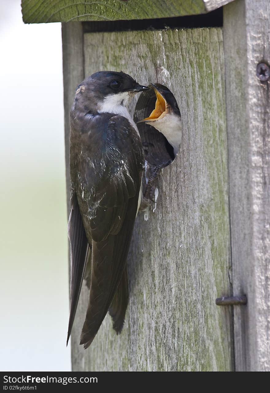 Tree Swallow(iridoprone bicolor) monther feeding her baby