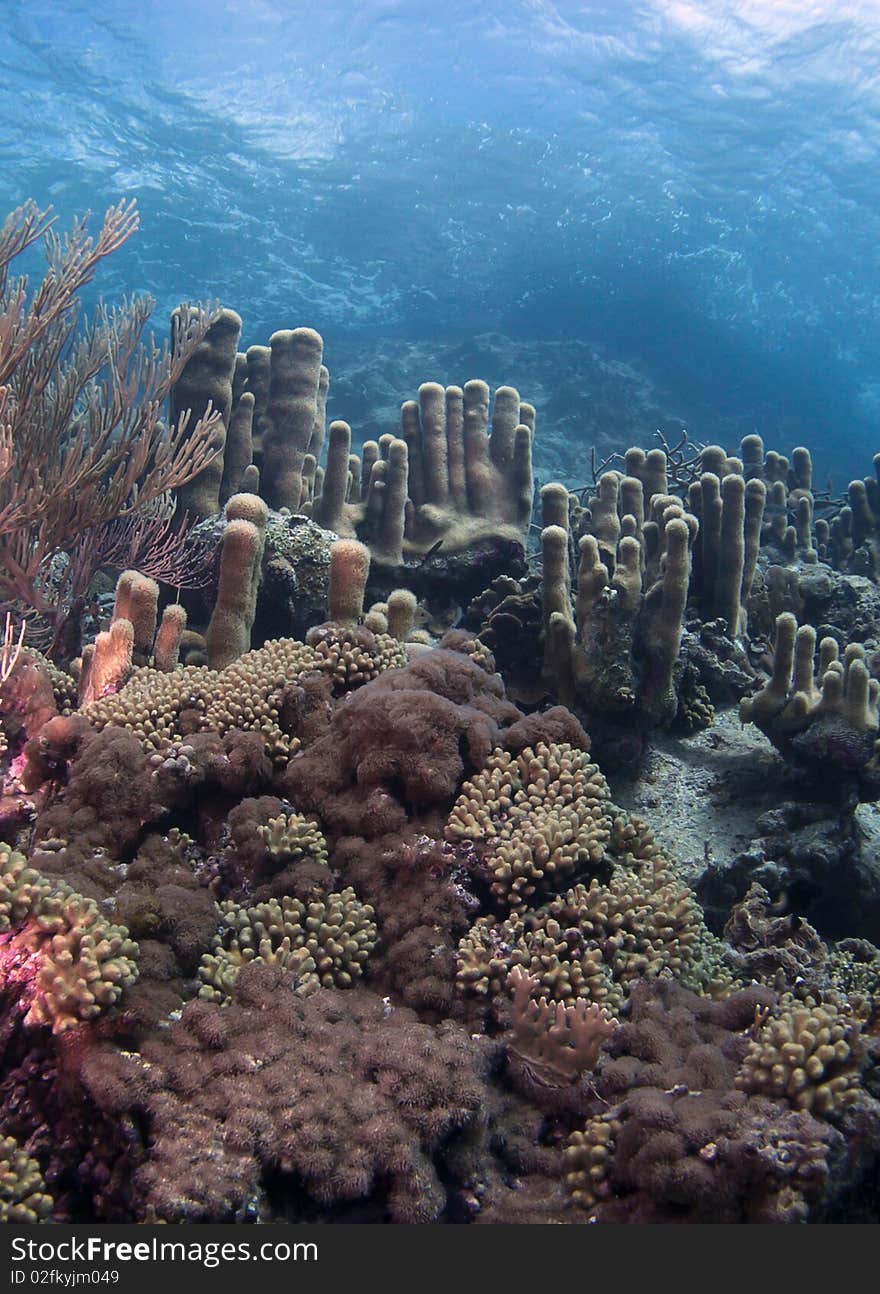 coral reef