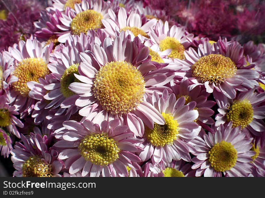 Pink and Yellow Daises i9n the spring. Pink and Yellow Daises i9n the spring