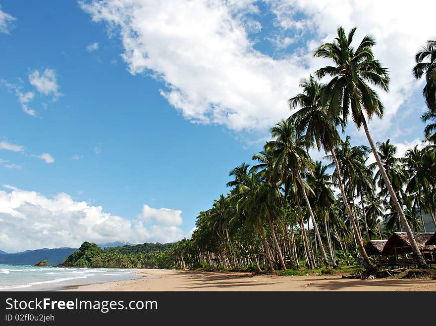 Palm Tree Lined Tropical Beach