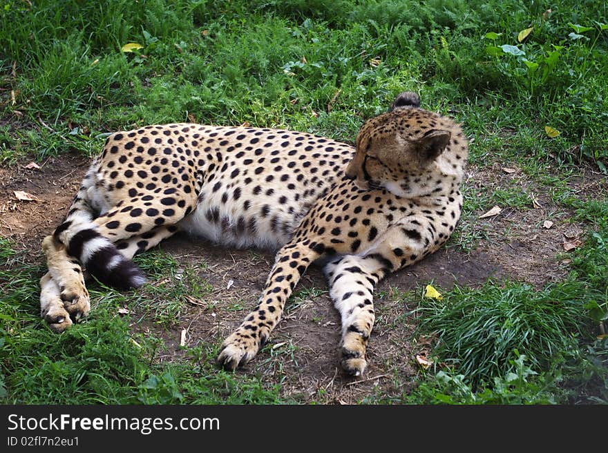 Cheetah in Moscow zoo. summer 2008.