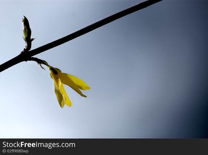 Flower on a branch of a tree in a spring wood