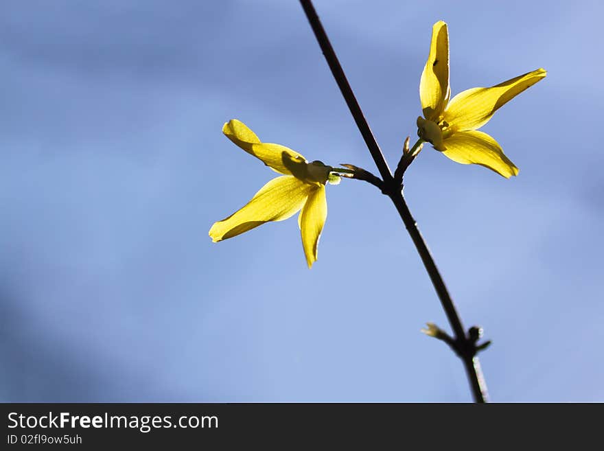 Flower on a branch of a tree in a spring wood