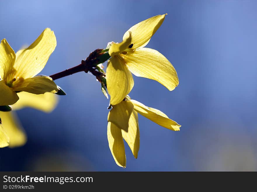 Flower On A Branch