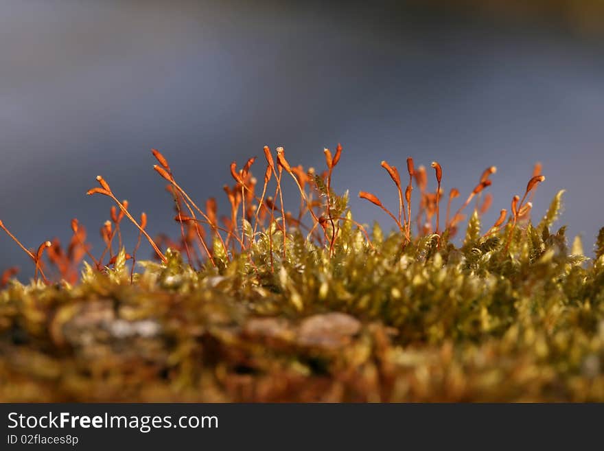 Detail of green moss in spring