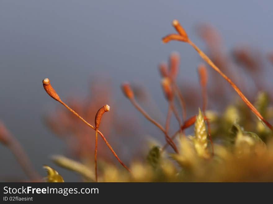 Detail of green moss in spring. Detail of green moss in spring