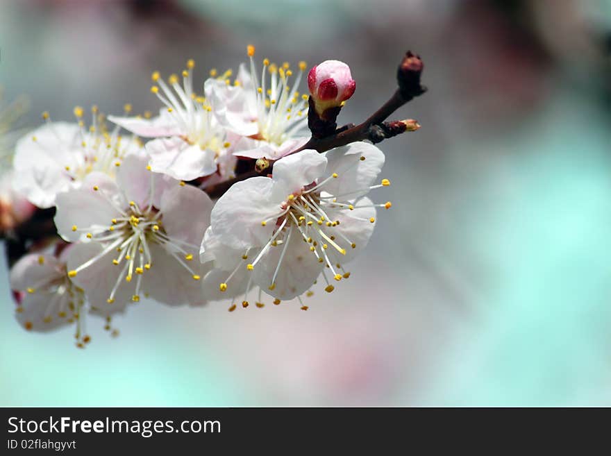 Flower On A Branch