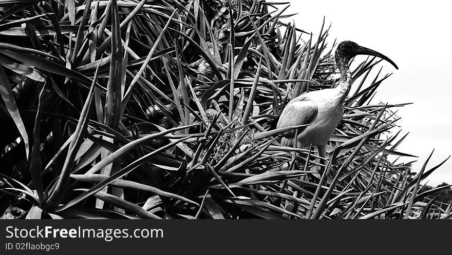 Long beaked bird