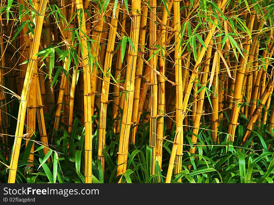 Yellow bamboo