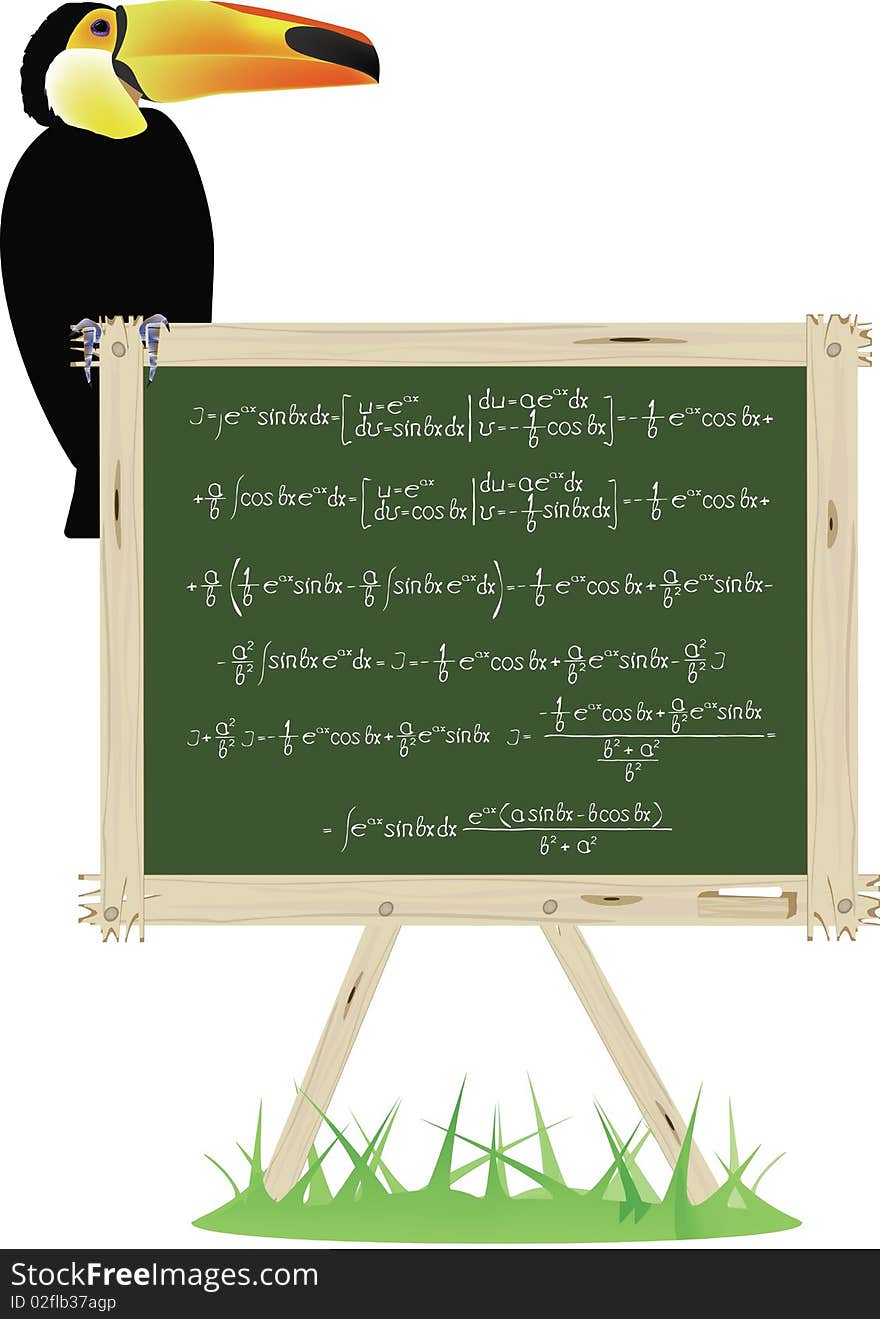 The cockatoo sits on a school board on which mathematical formulas are written. The cockatoo sits on a school board on which mathematical formulas are written