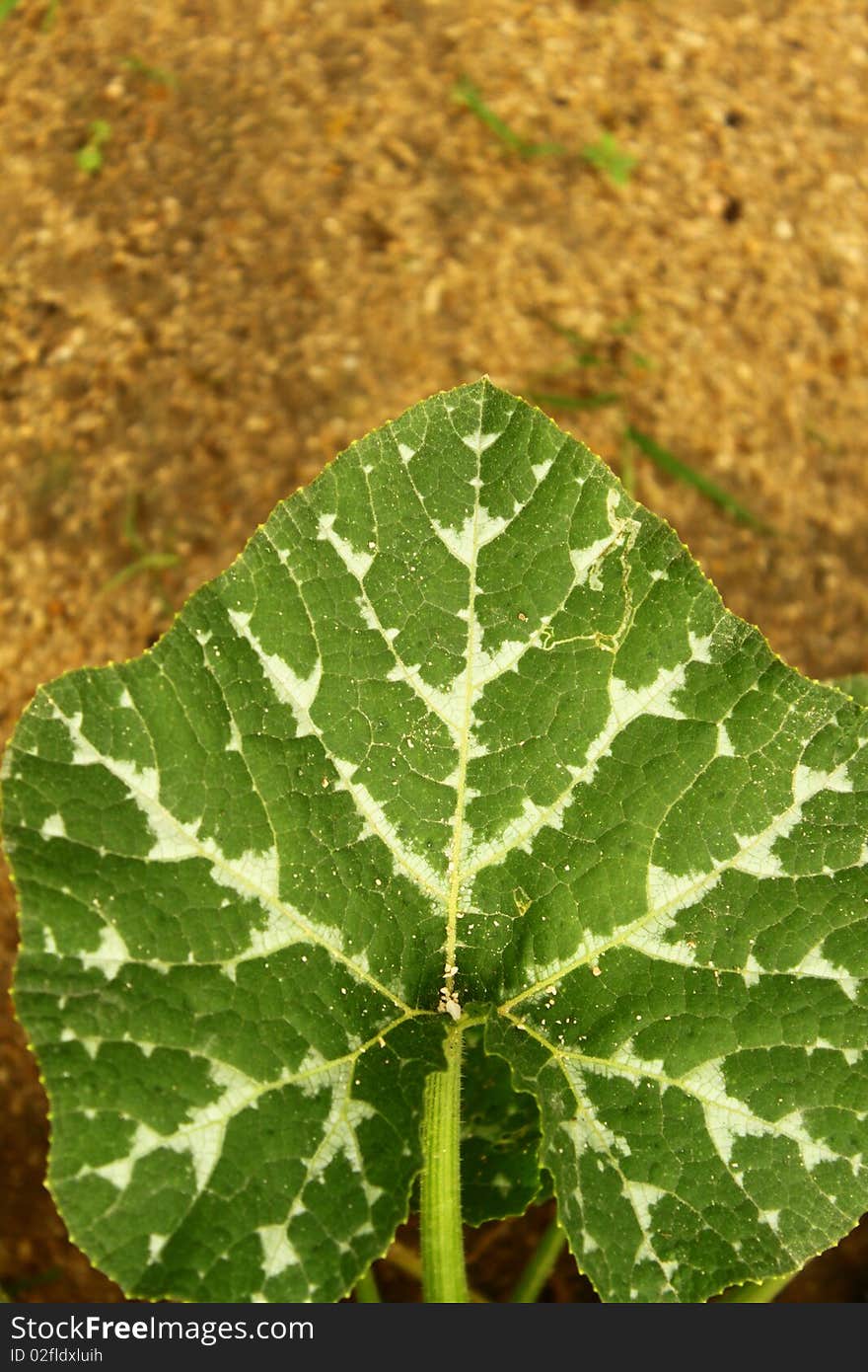 Heart leaf