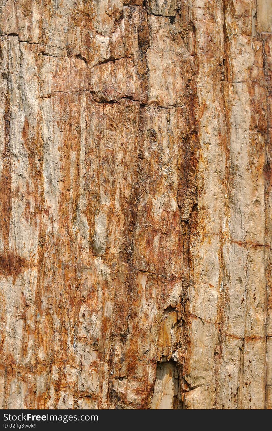 Texture and color, surface of wooden fossil