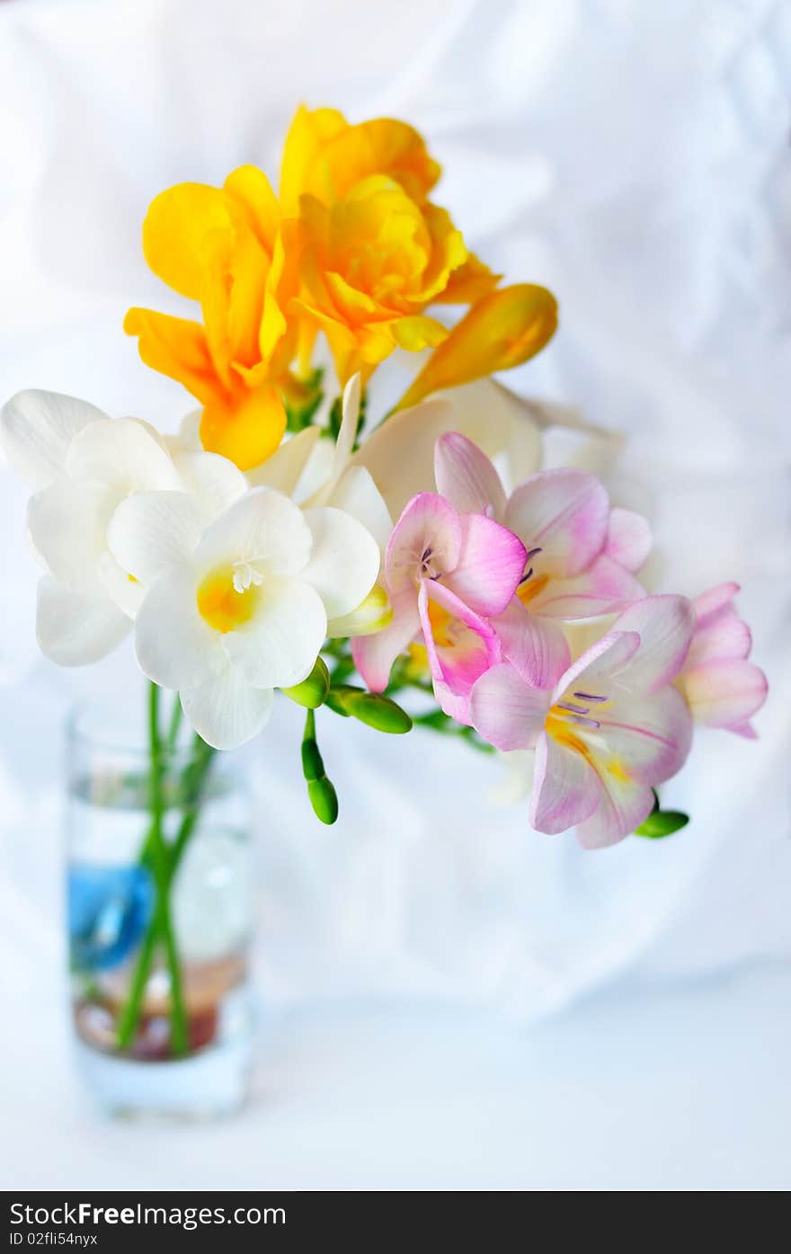 Fresh spring freesias in the soft focus