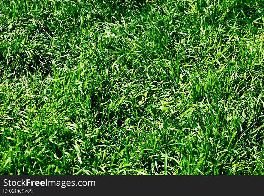 A fresh green grass background