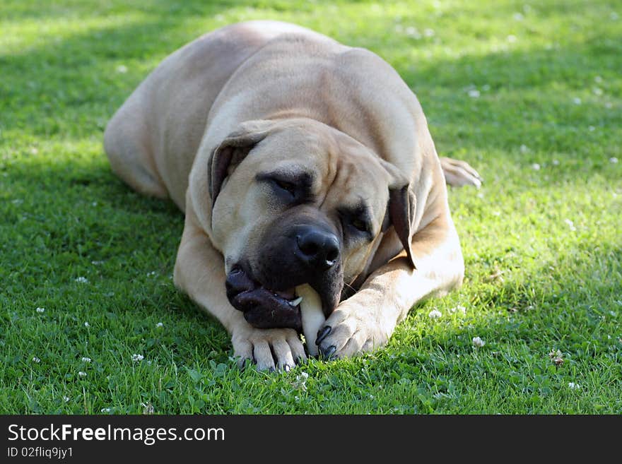 Boerboel