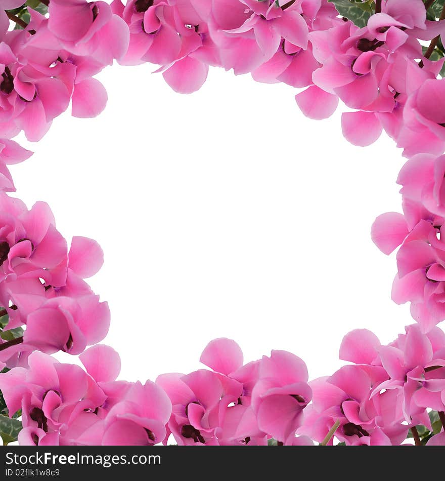 Cyclamen floral garland isolated on the white - background for your text. Cyclamen floral garland isolated on the white - background for your text