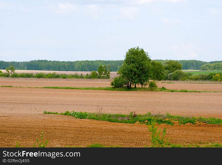 Lonely tree among the fields