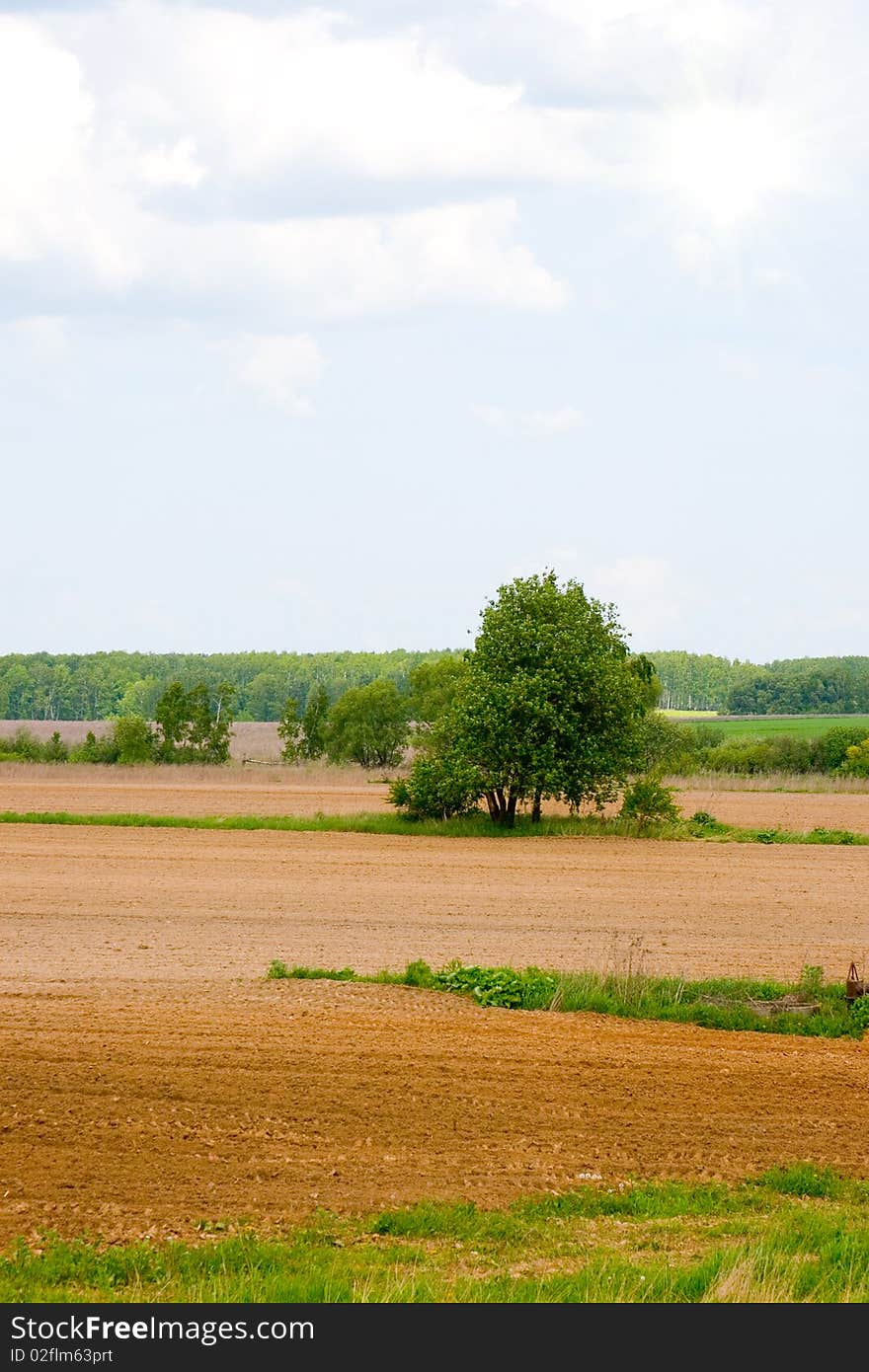 Lonely tree among the fields