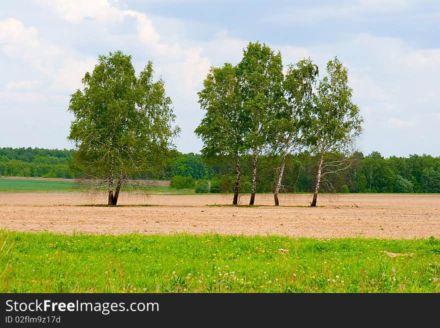 Lonely tree among the fields