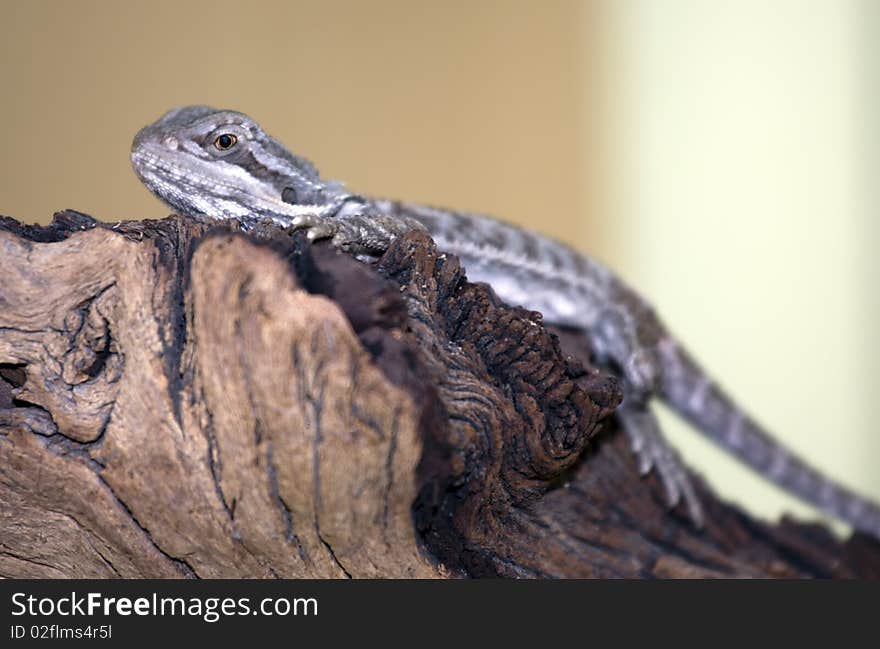 Young Bearded dragon lizard on the wooden branch.