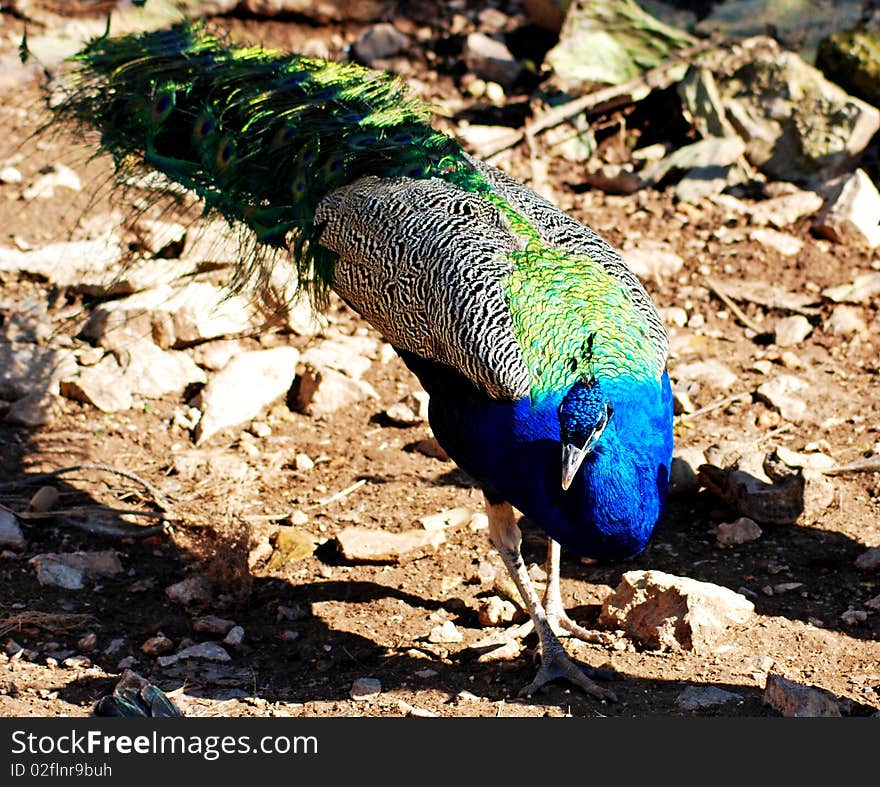 Close up view of a peackock. Close up view of a peackock